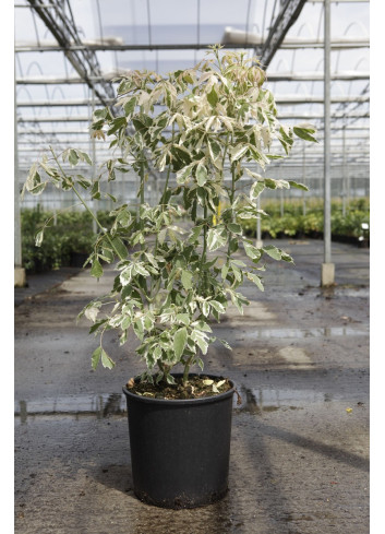 ACER negundo FLAMINGO En pot de 15-20 litres buisson hauteur 100-125 cm