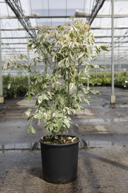 ACER pseudosieboldianum ARTIC JADE En pot de 15-20 litres buisson hauteur 080-100 cm