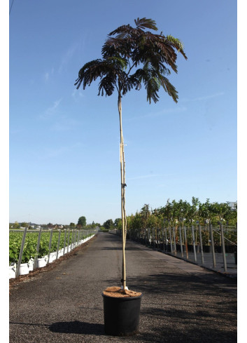 En pot de 15-20 litres tige hauteur du tronc 170-190 cm