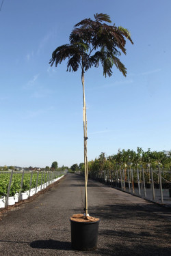 En pot de 15-20 litres tige hauteur du tronc 170-190 cm