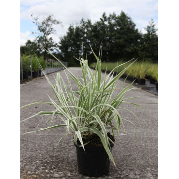 ARUNDO donax VARIEGATA En pot de 4-5 litres buisson hauteur 040-060 cm