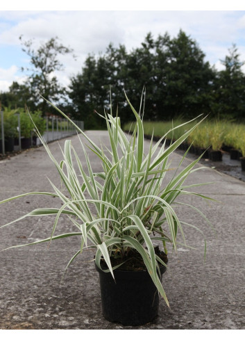 ARUNDO donax VARIEGATA En pot de 4-5 litres buisson hauteur 040-060 cm
