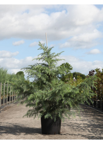 CEDRUS deodara En pot de 25-30 litres hauteur 150-175 cm