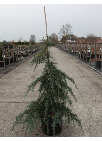 CEDRUS deodara FEELING BLUE En pot de 7-10 litres hauteur 040-060 cm