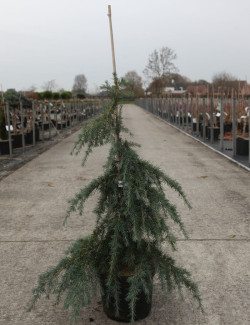 CEDRUS deodara FEELING BLUE En pot de 7-10 litres hauteur 040-060 cm