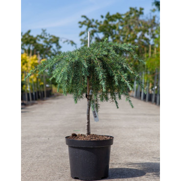 CEDRUS deodara FEELING BLUE En pot de 7-10 litres tige hauteur du tronc 040-060 cm