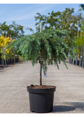 CEDRUS deodara FEELING BLUE En pot de 7-10 litres tige hauteur du tronc 040-060 cm
