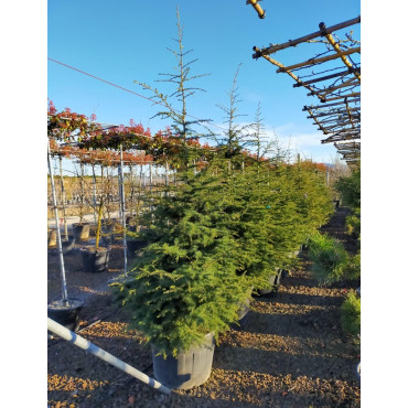 CEDRUS atlantica En pot de 70-90 litres hauteur 200-250 cm