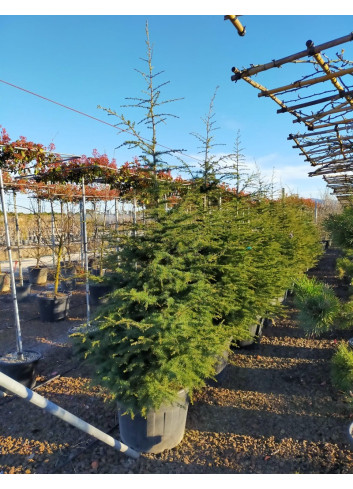 CEDRUS atlantica En pot de 70-90 litres hauteur 200-250 cm