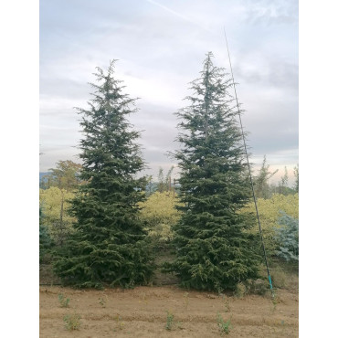 CEDRUS atlantica (Cèdre de l'Atlas) 