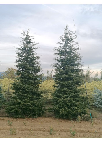 CEDRUS atlantica (Cèdre de l'Atlas) 