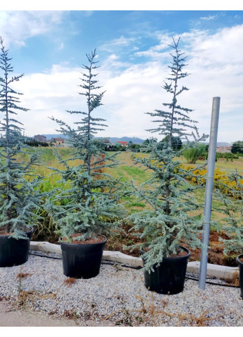 CEDRUS atlantica GLAUCA En pot de 130-150 litres hauteur 250-300 cm