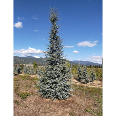 CEDRUS atlantica GLAUCA