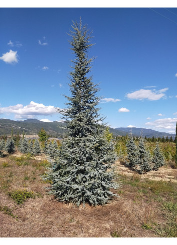CEDRUS atlantica GLAUCA