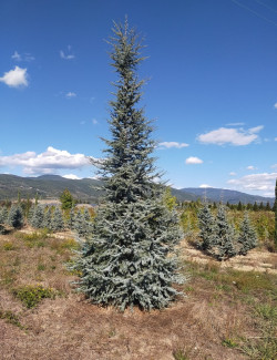 CEDRUS atlantica GLAUCA