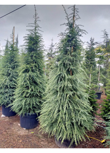 CEDRUS deodara En pot de 110-130 litres hauteur 300-350 cm