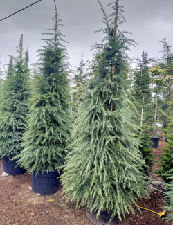 CEDRUS deodara En pot de 110-130 litres hauteur 300-350 cm