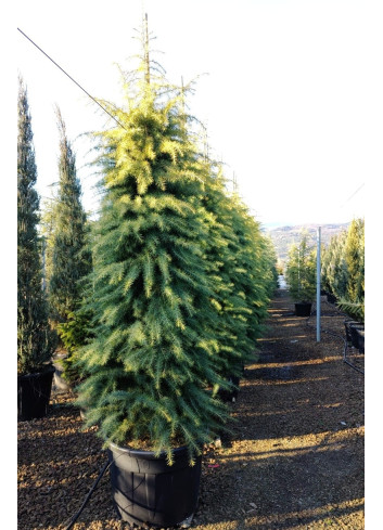 CEDRUS deodara AUREA En pot de 130-150 litres hauteur 300-350 cm