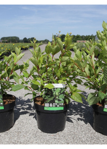 CEPHALANTHUS occidentalis En pot de 3-4 litres buisson hauteur 030-040 cm