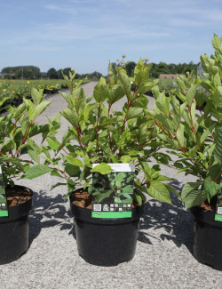 CEPHALANTHUS occidentalis En pot de 3-4 litres buisson hauteur 030-040 cm