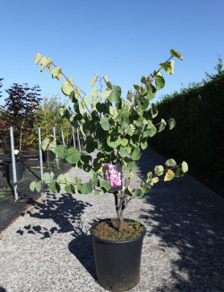 CERCIS siliquastrum En pot de 25-30 litres buisson hauteur 125-150 cm