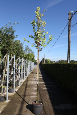 CERCIS siliquastrum En pot de 35-50 litres tige hauteur du tronc 190-210 cm circonférence du tronc 10-12 cm