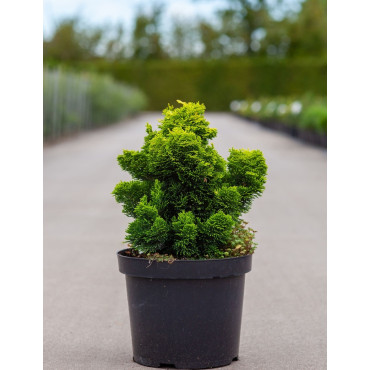 CHAMAECYPARIS obtusa AURORA En pot de 7-10 litres hauteur 025-030 cm