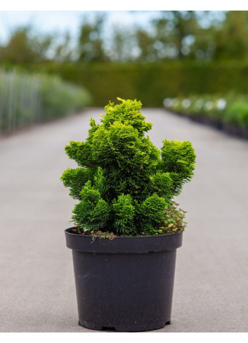 CHAMAECYPARIS obtusa AURORA En pot de 7-10 litres hauteur 025-030 cm