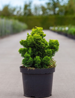 CHAMAECYPARIS obtusa AURORA En pot de 7-10 litres hauteur 025-030 cm