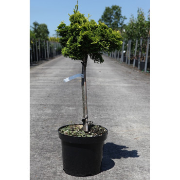 CHAMAECYPARIS obtusa AURORA En pot de 7-10 litres hauteur 025-030 cm