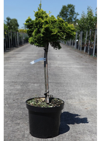 CHAMAECYPARIS obtusa AURORA En pot de 7-10 litres hauteur 025-030 cm