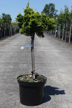 CHAMAECYPARIS obtusa AURORA En pot de 7-10 litres hauteur 025-030 cm