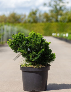 CHAMAECYPARIS obtusa NANA GRACILIS En pot de 7-10 litres hauteur 025-030 cm