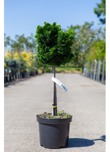 CHAMAECYPARIS obtusa NANA GRACILIS En pot de 7-10 litres tige hauteur du tronc 040-060 cm