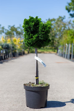 CHAMAECYPARIS obtusa NANA GRACILIS En pot de 7-10 litres tige hauteur du tronc 040-060 cm