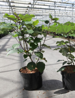 clerodendron-de-bunge-clerodendrum-bungei-5.jpg