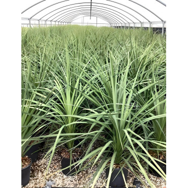 CORDYLINE australis En pot de 10-12 litres hauteur 060-080 cm