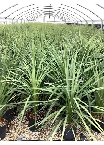 CORDYLINE australis En pot de 10-12 litres hauteur 060-080 cm