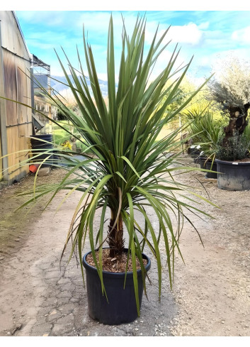 CORDYLINE australis En pot de 35-50 litres hauteur 150-175 cm