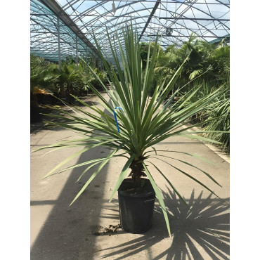 CORDYLINE australis En pot de 30-35 litres hauteur 125-150 cm