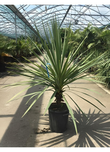 CORDYLINE australis En pot de 30-35 litres hauteur 125-150 cm