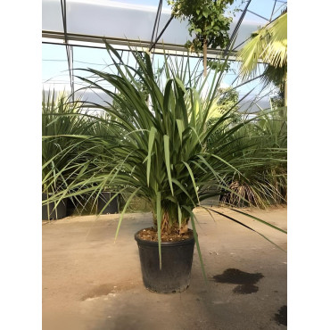 CORDYLINE australis En pot de 35-50 litres cépée hauteur 125-150 cm