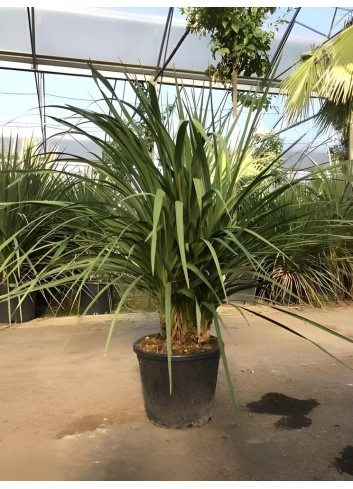 CORDYLINE australis En pot de 35-50 litres cépée hauteur 125-150 cm