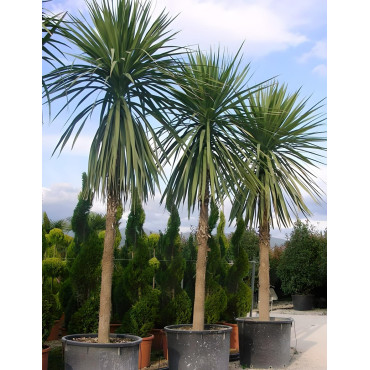 CORDYLINE australis