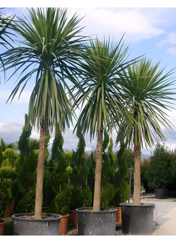 CORDYLINE australis