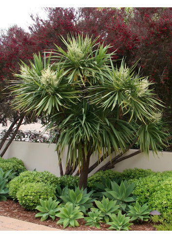 CORDYLINE australis