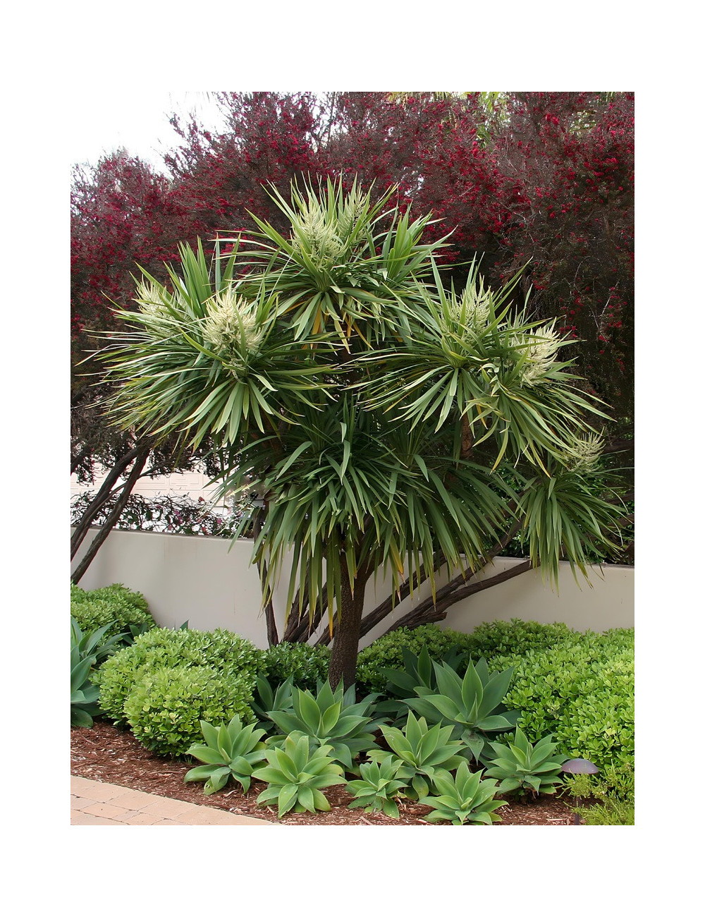 CORDYLINE australis