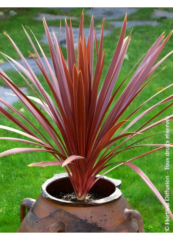 CORDYLINE australis RED STAR