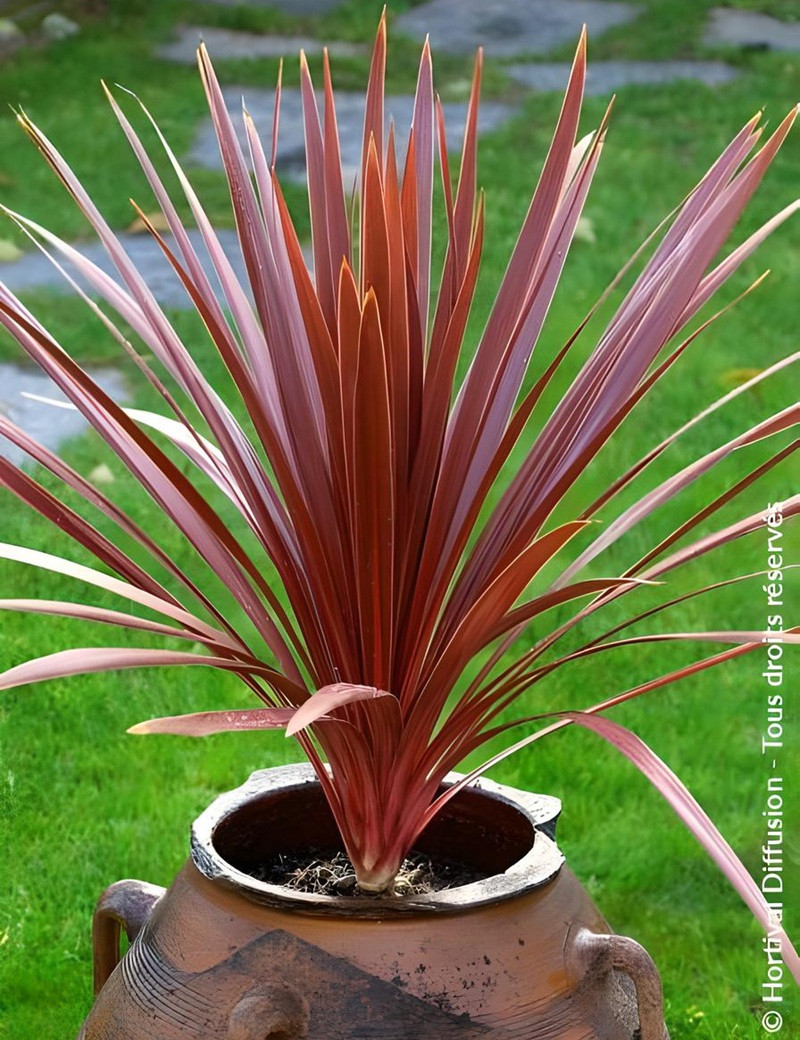 CORDYLINE australis RED STAR CORDYLINE australis RED STAR