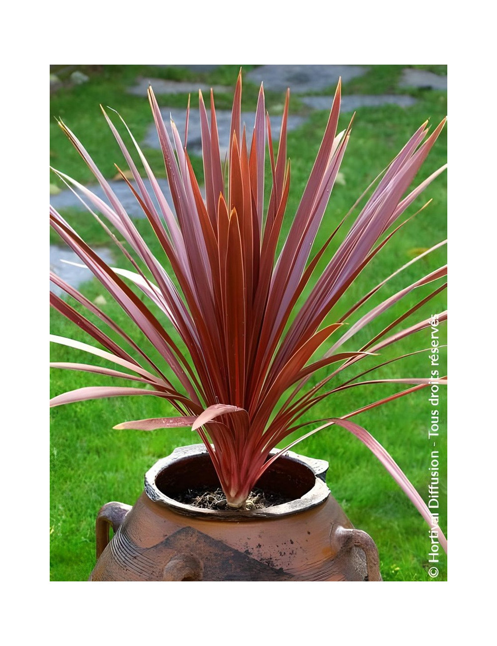 CORDYLINE australis RED STAR